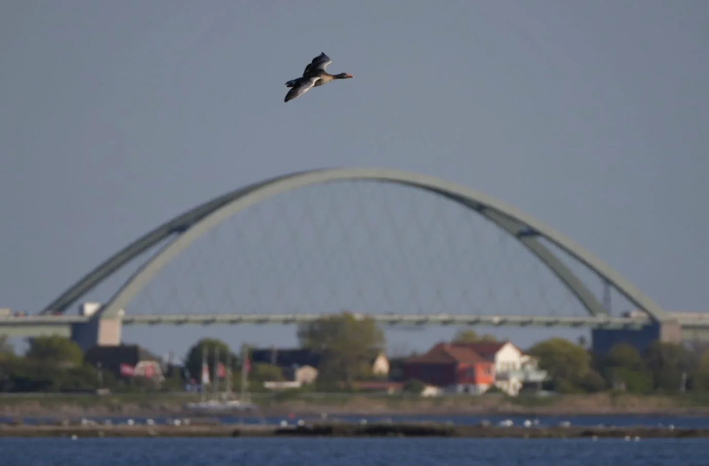 Vogel im Flug vor der Fehmarnsundbrücke